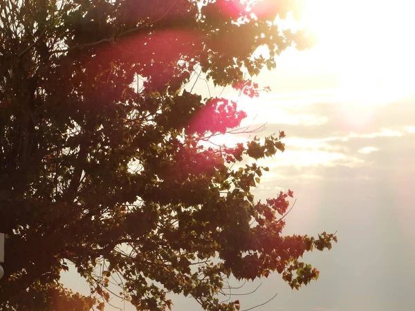 Cielo Brillante Luz Del Día Con Árbol —  Fotos de Stock