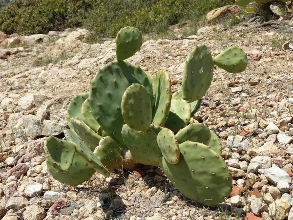 Cactus Silvestres Naturaleza — Foto de Stock