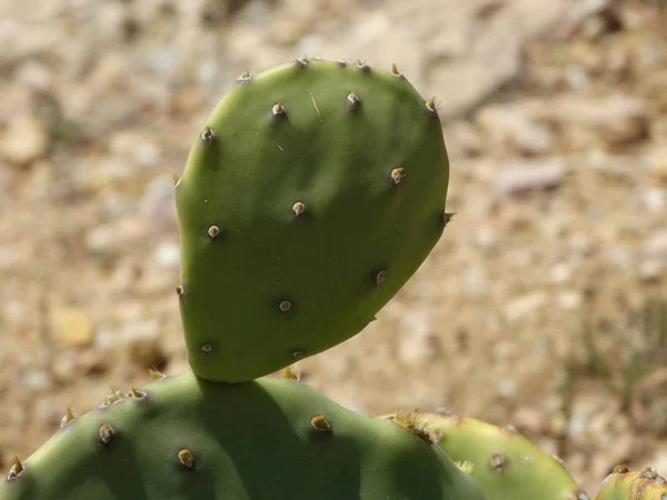 Wild Cacti Nature — 스톡 사진