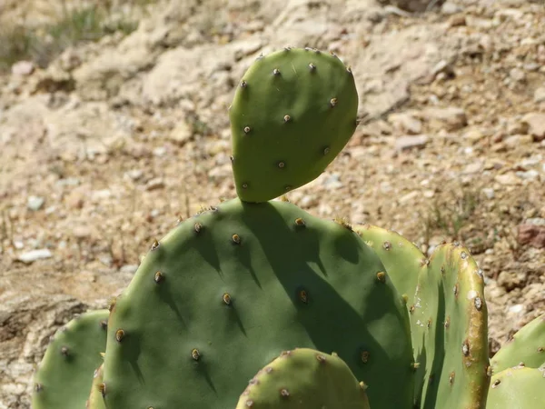 Wild Cacti Nature — Stock Photo, Image