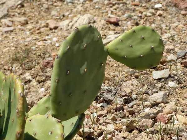 Cactus Silvestres Naturaleza — Foto de Stock