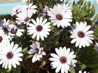 beyaz çiçek açan çiçeklergörünümü 