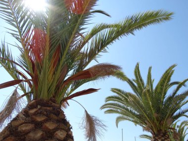 tropikal palmiye yaprakları görünümü 