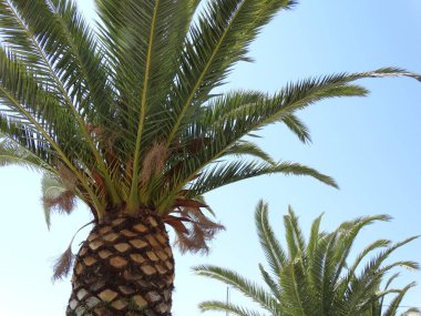 tropikal palmiye yaprakları görünümü 