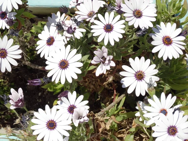 Ansicht Der Weißen Blühenden Blumen — Stockfoto