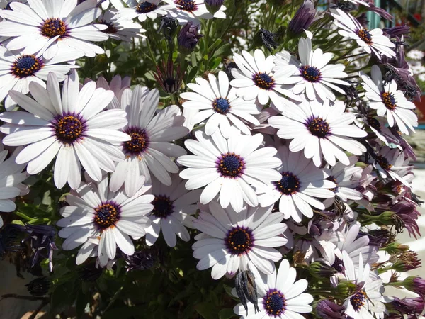 Beyaz Çiçek Açan Çiçeklergörünümü — Stok fotoğraf