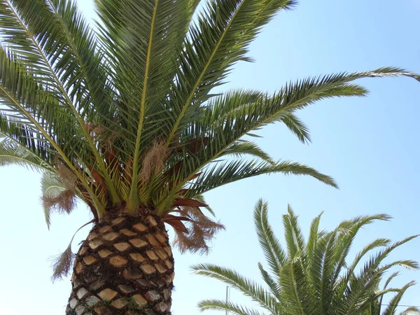 Pohled Tropické Palmové Listy — Stock fotografie