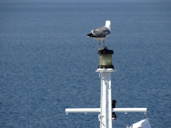 Gaviota Poste — Foto de Stock