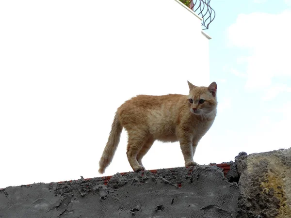 可爱的蓬松街头小猫 — 图库照片