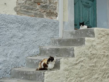 Sevimli kabarık sokak kedisi