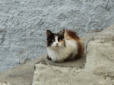 Sevimli kabarık sokak kedisi