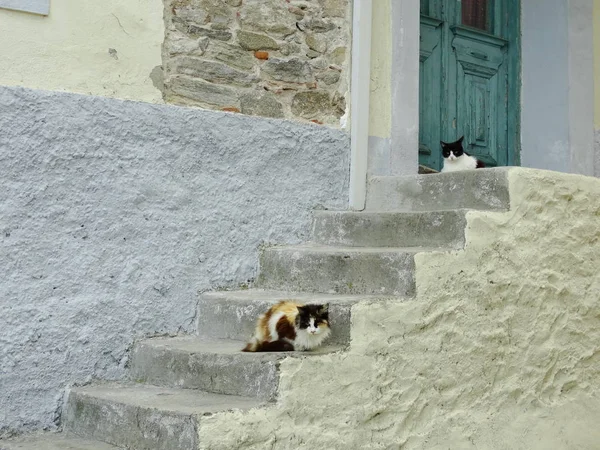 Aranyos Bolyhos Utcai Cica — Stock Fotó