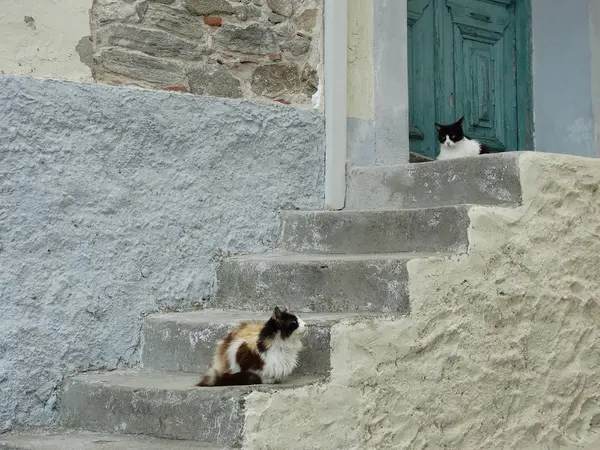 Lindo Peludo Calle Gatito — Foto de Stock