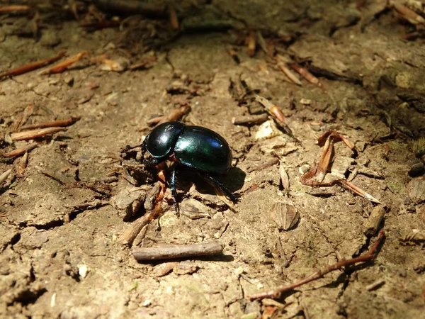 Півень Chafer Землі — стокове фото