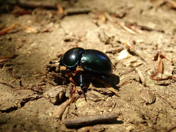 Півень Chafer Землі — стокове фото