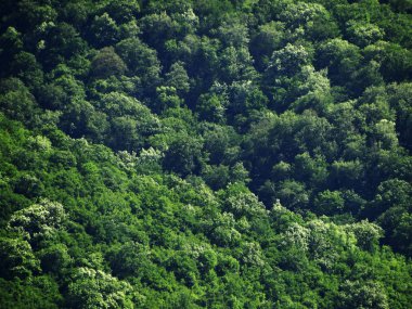 Yukarıdan Yeşil Orman görünümü