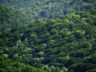 Yukarıdan Yeşil Orman görünümü