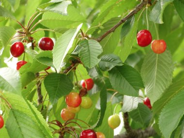 Gündüz bir ağaç ta Kiraz 