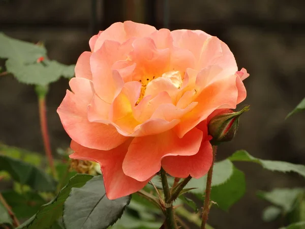 Ροζ Τριαντάφυλλο Έναν Κήπο — Φωτογραφία Αρχείου