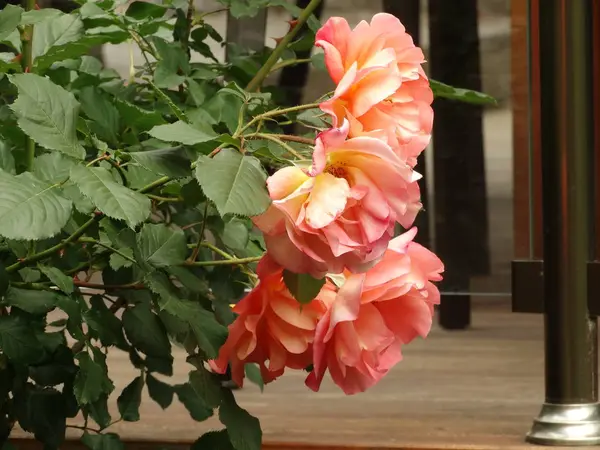 Ροζ Τριαντάφυλλα Κήπο — Φωτογραφία Αρχείου
