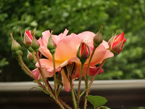 Rosas Cor Rosa Jardim — Fotografia de Stock