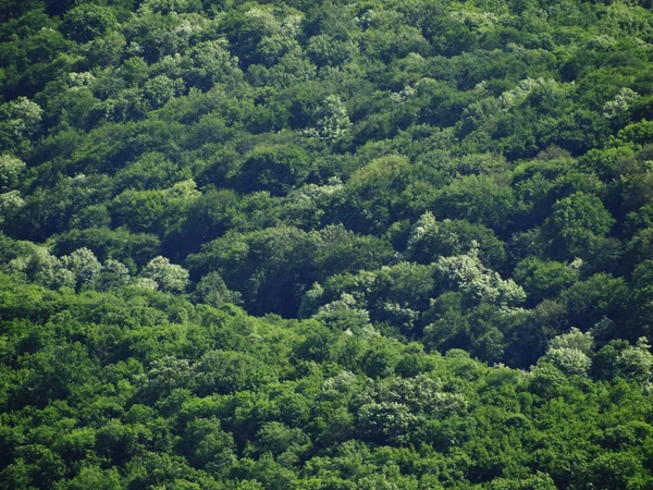 上からの緑の森の眺め — ストック写真
