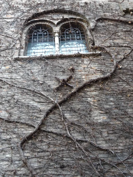 匍匐性の植物で覆われた古い城の壁 — ストック写真