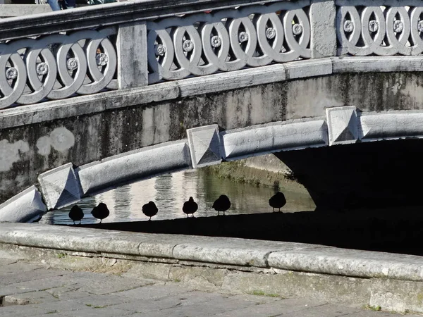 Голуби Під Мостом Прато Делла Валле Падуї — стокове фото