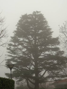 Foggy hava büyük bir Iğne ağacı üst