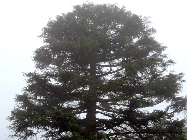 Topo Uma Grande Árvore Coníferas Clima Nebuloso — Fotografia de Stock