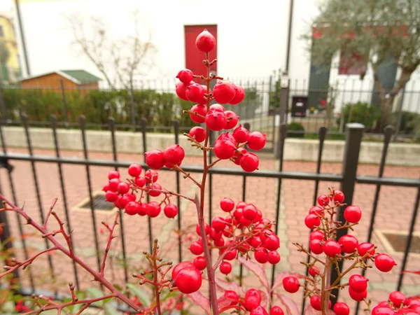 红球植物 — 图库照片