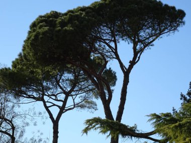 Mavi gökyüzü arka planda şemsiye çam ağacı