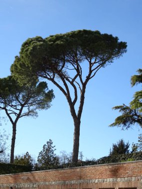 Mavi gökyüzü arka planda şemsiye çam ağacı