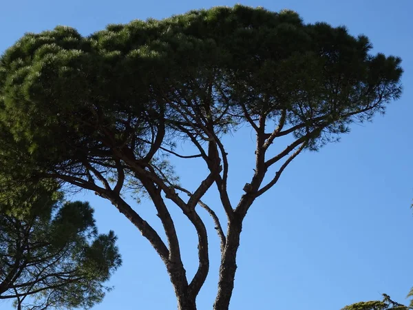 Mavi gökyüzü arka planda şemsiye çam ağacı
