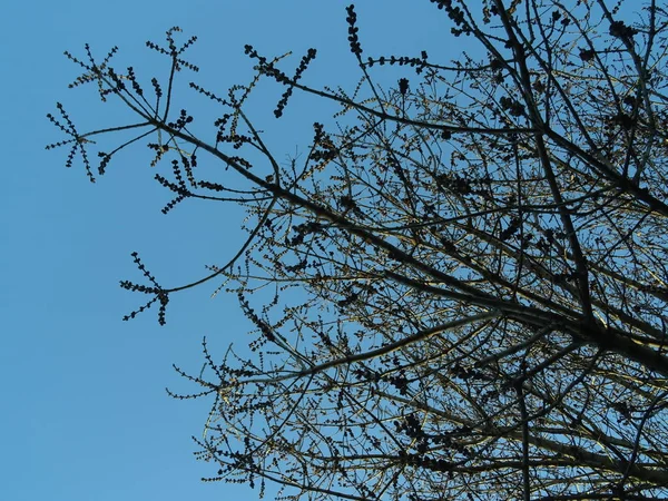 Branches Arbres Sur Fond Ciel Bleu — Photo