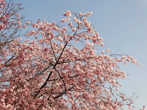 Pink Blooming Tree Background Blue Sky — Stock Photo, Image