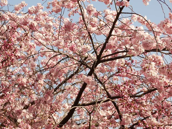 Pink Blooming Tree Background Blue Sky — Stock Photo, Image