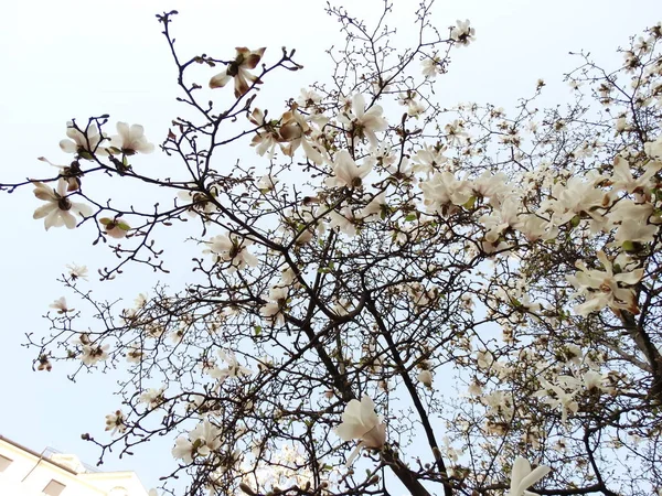 Árbol Blanco Flor Contra Fondo Del Cielo Azul — Foto de Stock