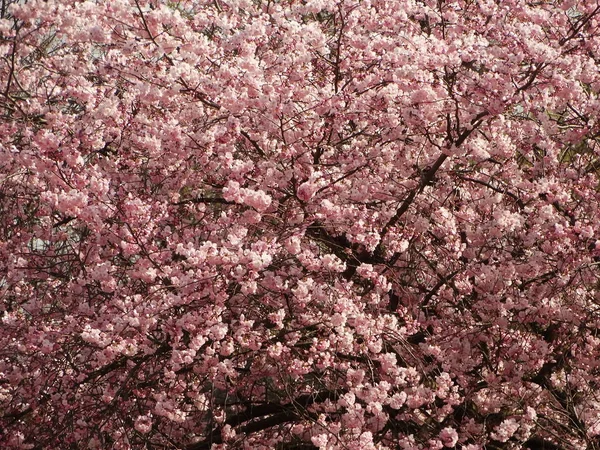 Tekintettel Pink Blooming Tree — Stock Fotó