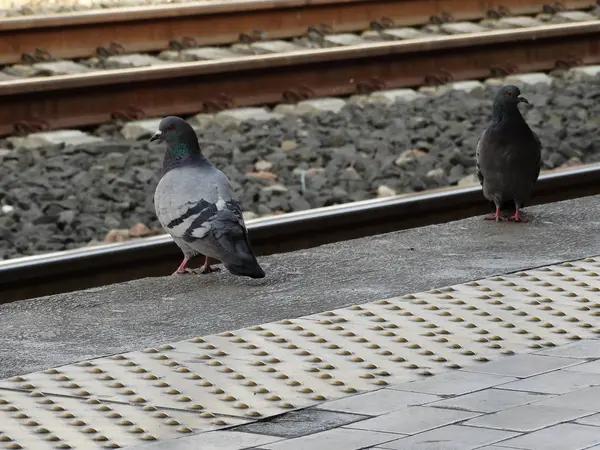 鉄道の前の鳩 — ストック写真