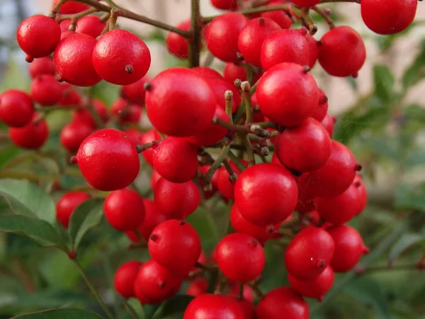 Vista Dettagliata Delle Palle Frutta Rossa — Foto Stock