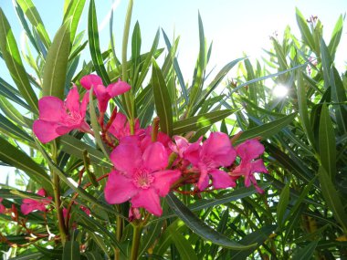 Nerium çiçeği pembe