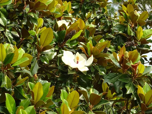 Tło Białe Magnolia Kwiat — Zdjęcie stockowe
