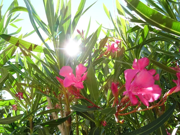 Fond Rose Fleur Nerium — Photo