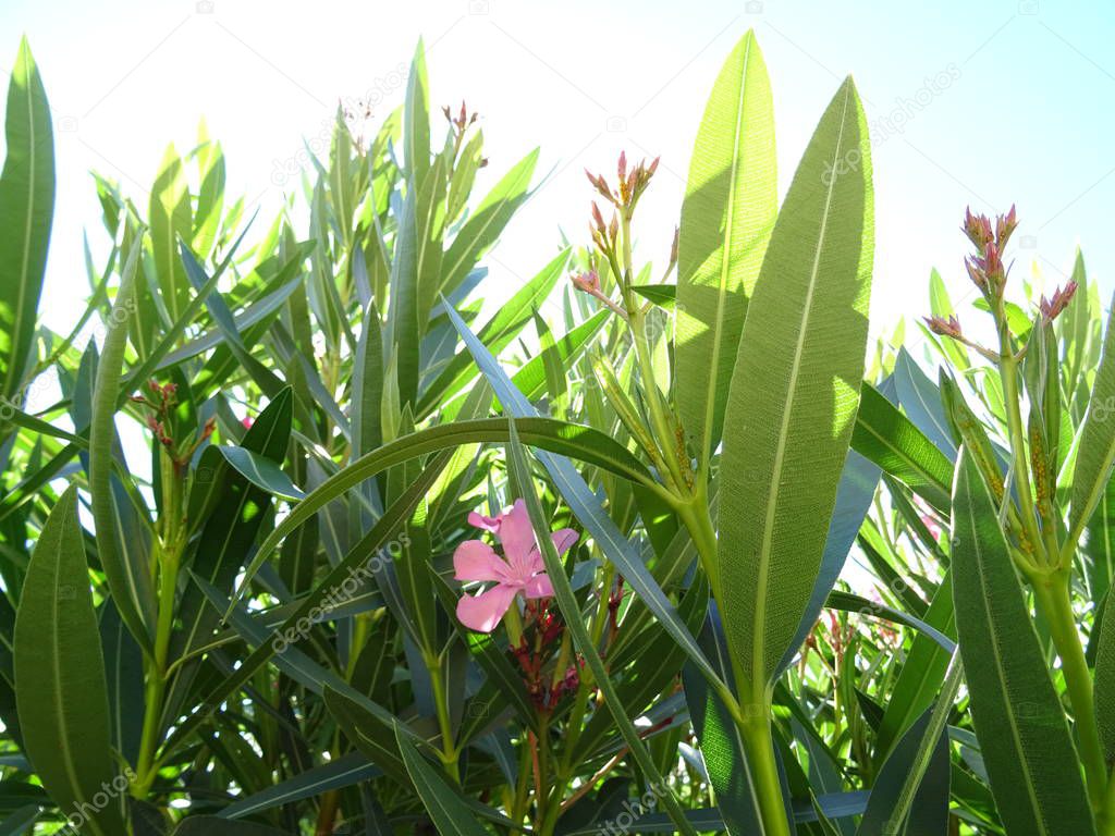 view of Pink Nerium Blossom