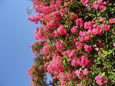 Pembe çiçek Bush mavi gökyüzü arka planı