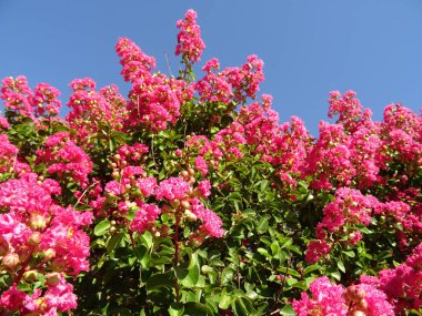 Pembe çiçek Bush mavi gökyüzü arka planı