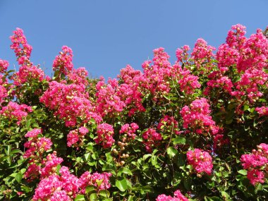 Pembe çiçek Bush mavi gökyüzü arka planı