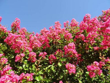 Pembe çiçek Bush mavi gökyüzü arka planı