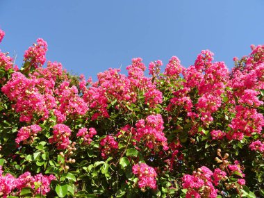 Pembe çiçek Bush mavi gökyüzü arka planı